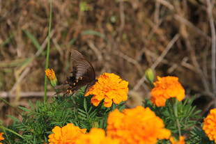 橙色万寿菊绽放于草丛