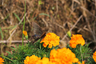 蝴蝶停驻在鲜艳万寿菊上