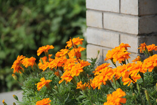 墙边绽放的橙色美丽花卉