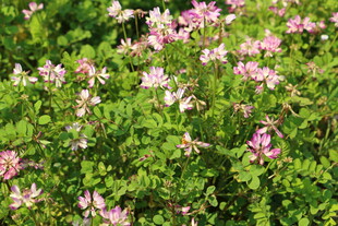 粉色繁花点缀翠绿枝叶