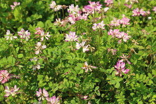 粉色小花绽放于绿叶间