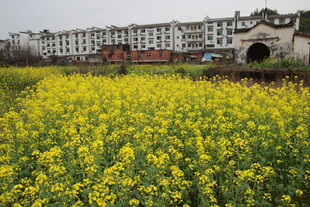 田野油菜花与远处建筑