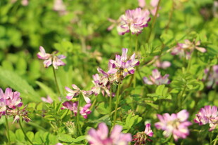 粉色小花绽放于绿意间