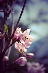 枝头绽放的粉嫩花朵