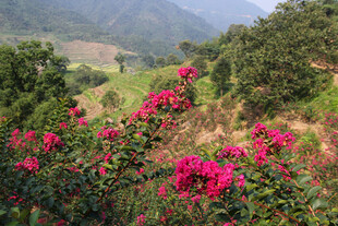 山间绽放的艳丽三角梅