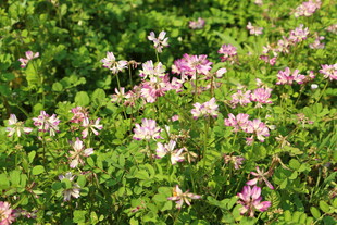 粉色野花盛开的翠绿草地