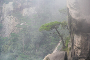 峭壁青松 山间雾霭景致