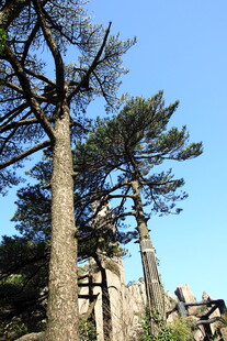 山间挺拔松树与古朴围栏