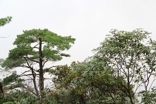 山林中的挺拔松树