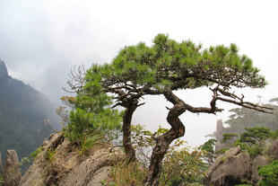 悬崖孤松 尽显坚韧风姿