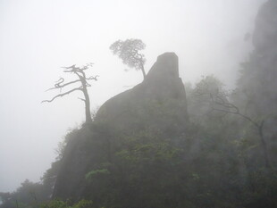云雾中孤树屹立的山峰