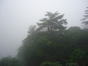 雾中葱郁山林景象