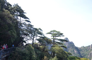山间栈道 游人漫步赏景