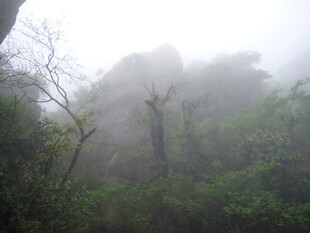 雾中葱郁山林景观