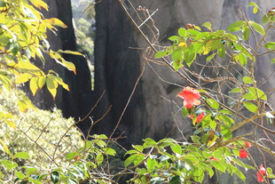 丛林中的艳丽花卉