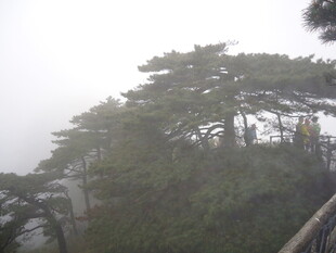 云雾中的山林松树景观