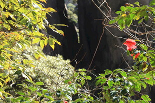 森林中绽放的艳丽红花