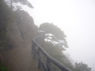 雾中蜿蜒山路与松树