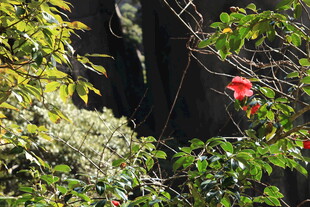 山林间绽放的艳丽红花