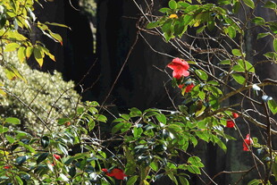 绿叶间绽放的艳丽红花