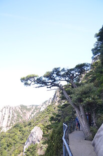 黄山美景 峭壁旁的苍松