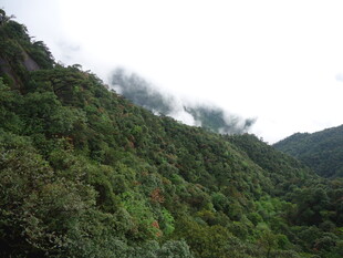 云雾缭绕的翠绿山峦