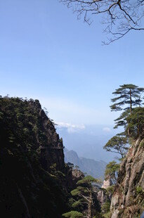 黄山奇峰上的孤松景观