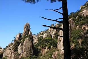 奇峰峻岭间的孤松景观