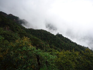 云雾缭绕的翠绿山峦