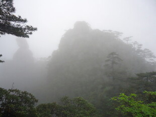 云雾缭绕的山林美景