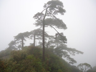 雾中孤松屹立山巅