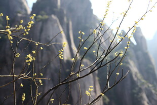 黄山奇峰间的嫩枝景致
