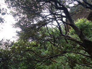 茂密树林中的繁茂枝叶