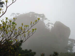 雾中奇景 山间朦胧景致
