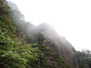 云雾缭绕的山林景致