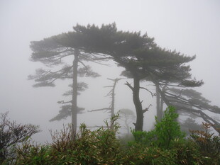 雾中倾斜树木景观
