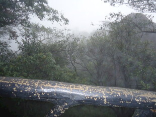 雨中河流旁的繁茂植被