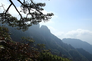 山间松影下的秀丽峰景
