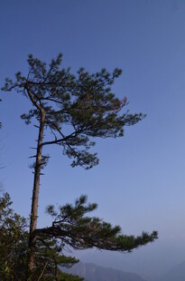 孤松挺立蓝天间