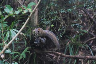 丛林中的神秘动物