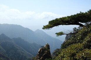 黄山奇松傲立群山之巅