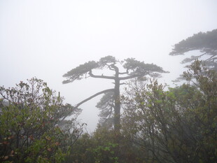 雾中挺拔松树