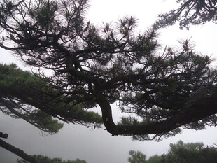 苍劲松树 展现自然之美