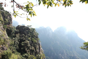 秀丽山峰与葱郁枝叶景观