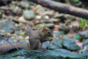 岩石上进食的可爱小松鼠