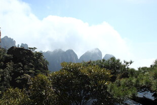 云雾缭绕的山林景观