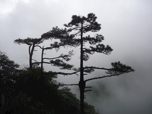 云雾中挺立的苍松