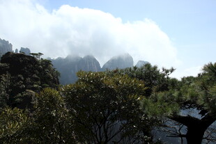 云雾缭绕的山林美景