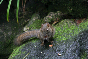 岩石上进食的可爱小松鼠
