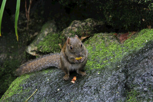 岩石上进食的小松鼠